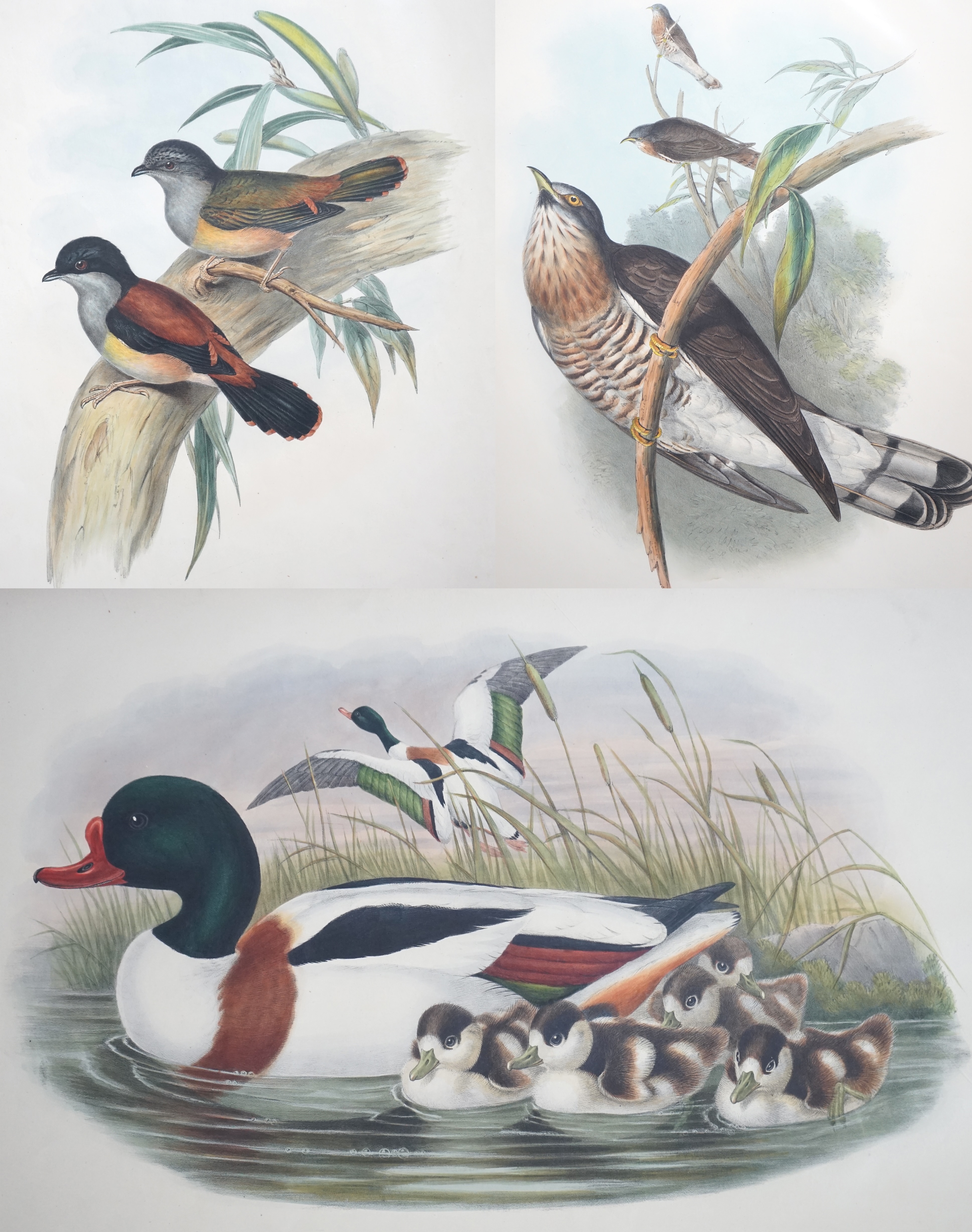 Walter & Cohn after Wolf and Richter (John Gould), 24 hand coloured lithographs from Gould's Birds of Great Britain, lithographs with hand-colouring on wove paper, 55 x 36cm, unframed and unmounted